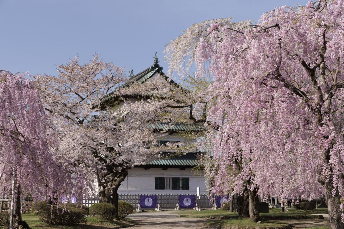 Hirosaki Castle Cherry Blossom Festival