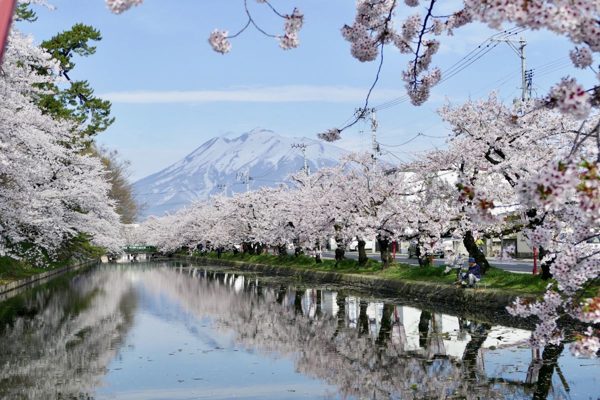 Hirosaki Cherry Blossom Festival