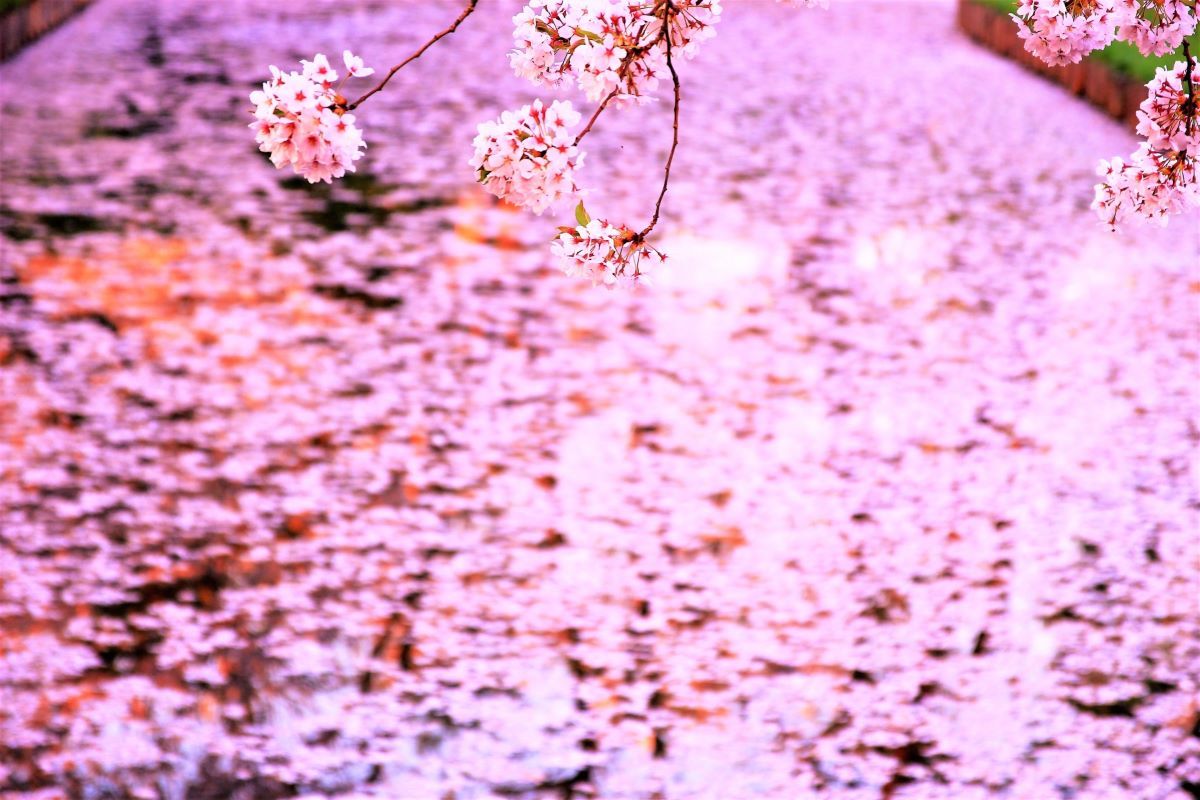 Hirosaki Cherry Blossom Festival