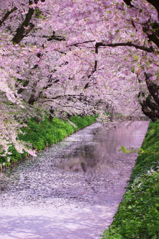 Hirosaki Cherry Blossom Festival