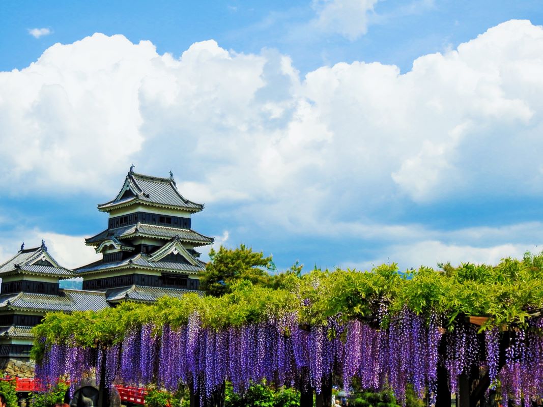 Matsumoto Castle Fujis in Bloom